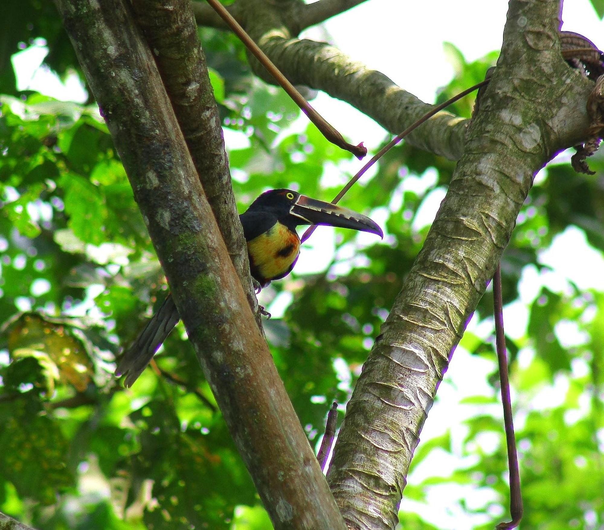 Catarata Eco Lodge ラ・フォルトゥナ エクステリア 写真