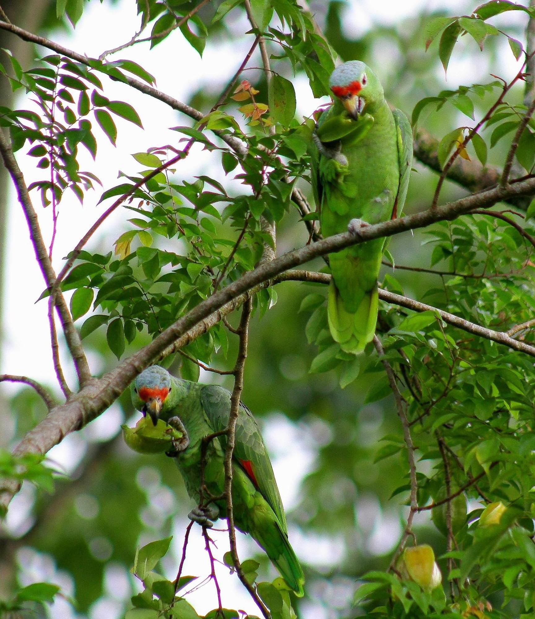 Catarata Eco Lodge ラ・フォルトゥナ エクステリア 写真